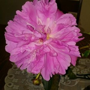 Meet your Posher, Wanda